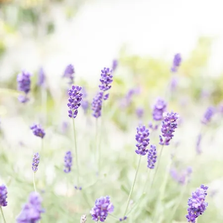 Pembroke Guest Dublin