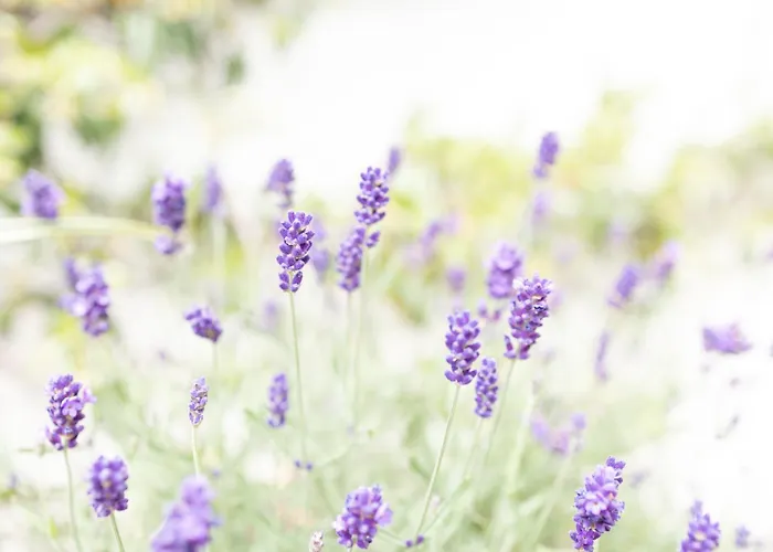 Pembroke Guest Dublino